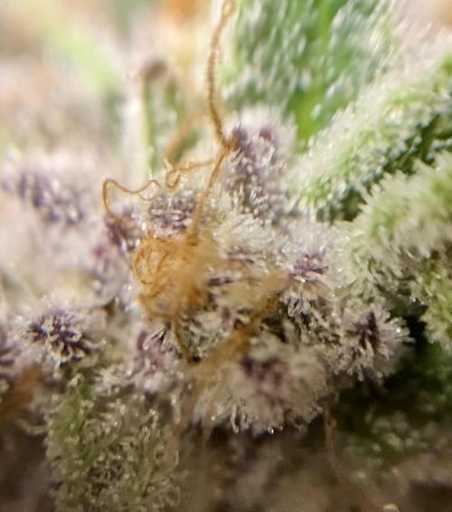 Varieties of mimosa. Week 8 - Mimosa x OP (Barney's Farm)/Hydro