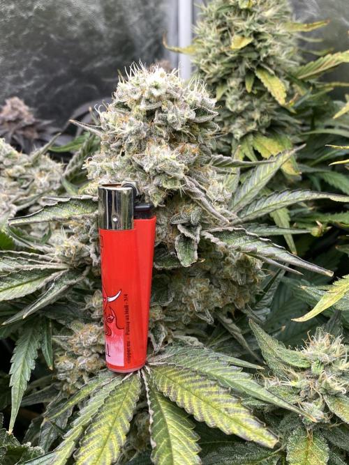 Varieties of mimosa. Week 9 - Mimosa x OP (Barney's Farm)/Hydro