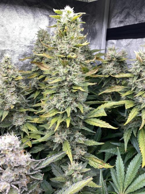 Varieties of mimosa. Week 9 - Mimosa x OP (Barney's Farm)/Hydro