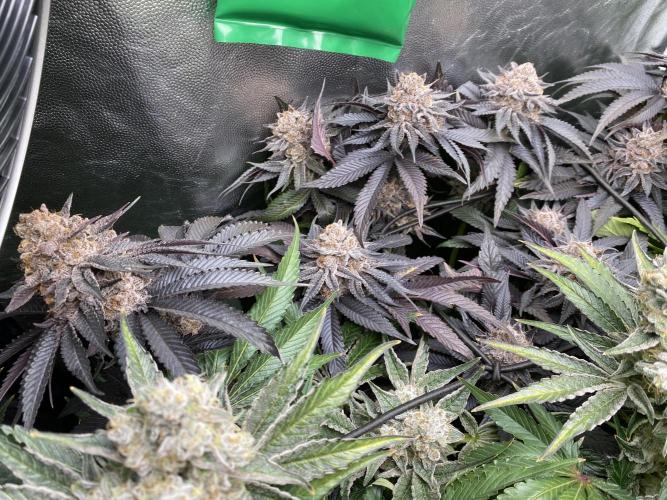 Varieties of mimosa. Week 9 - Mimosa (RQS)