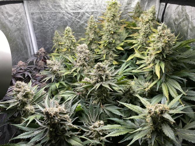 Varieties of mimosa. Week 9