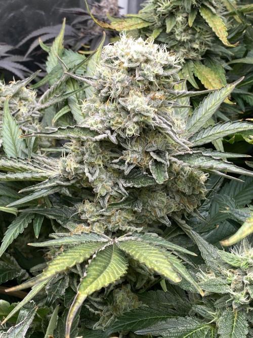Varieties of mimosa. Week 9 - Mimosa x OP (Barney's Farm)/Hydro