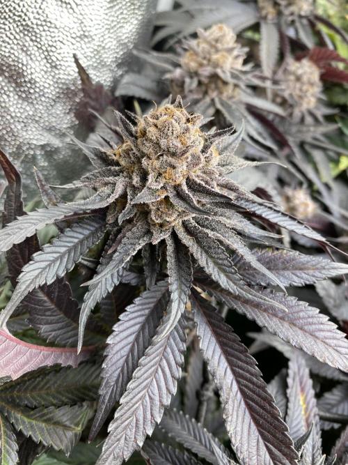 Varieties of mimosa. Week 9 - Mimosa (RQS)