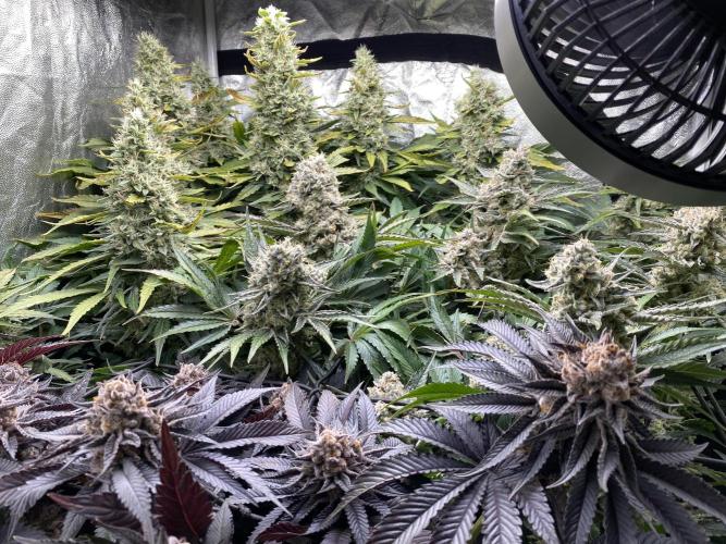 Varieties of mimosa. Week 9