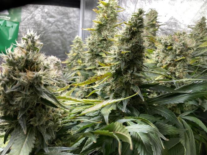 Varieties of mimosa. Week 9 - Mimosa x OP (Barney's Farm)/Hydro
