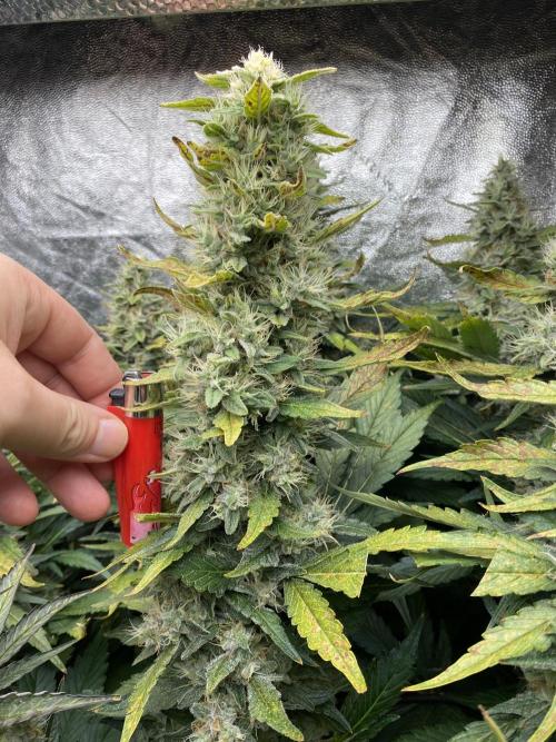 Varieties of mimosa. Week 9 - Mimosa x OP (Barney's Farm)/Hydro
