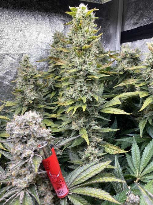 Varieties of mimosa. Week 9 - Mimosa x OP (Barney's Farm)/Hydro