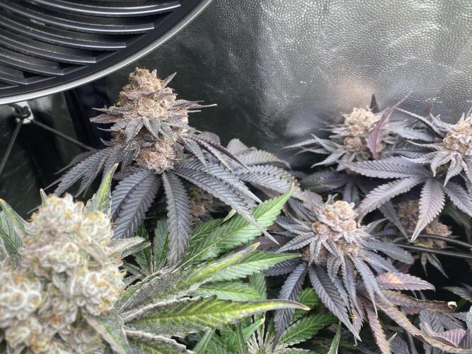 Varieties of mimosa. Week 10 - Mimosa (RQS)