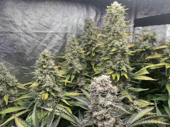 Varieties of mimosa. Week 10 - Mimosa x OP (Barney's Farm)