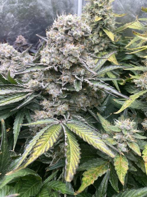 Varieties of mimosa. Week 10 - Mimosa x OP (Barney's Farm)