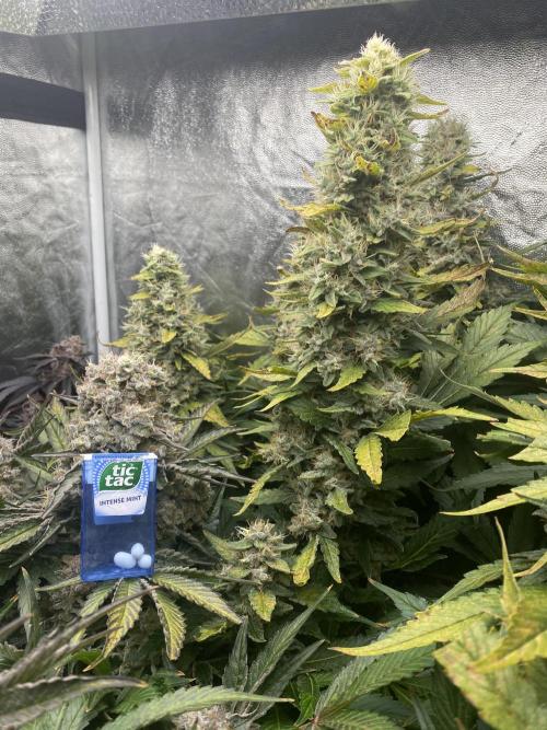 Varieties of mimosa. Week 10 - Mimosa x OP (Barney's Farm)