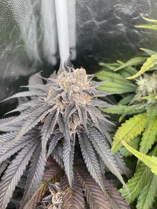 Varieties of mimosa. Week 10