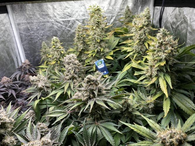 Varieties of mimosa. Week 10