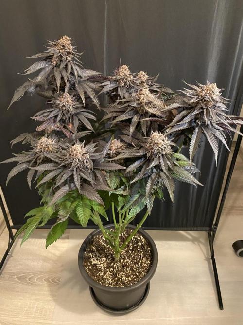 Varieties of mimosa. Week 10