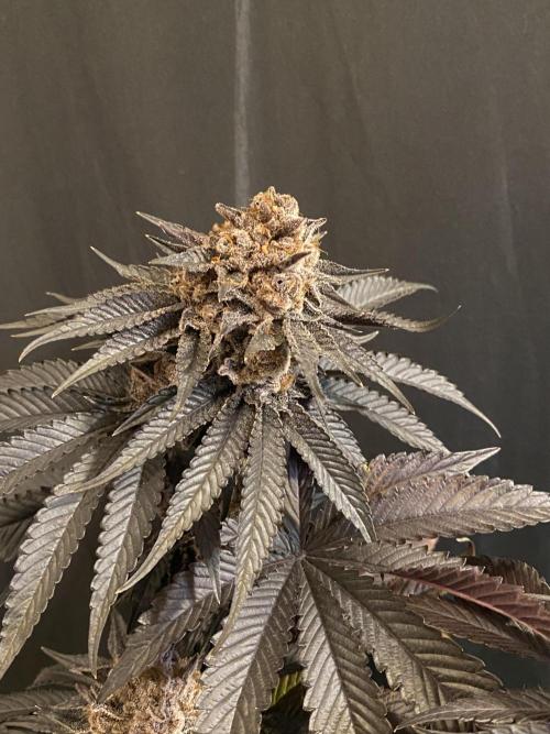 Varieties of mimosa. Week 10