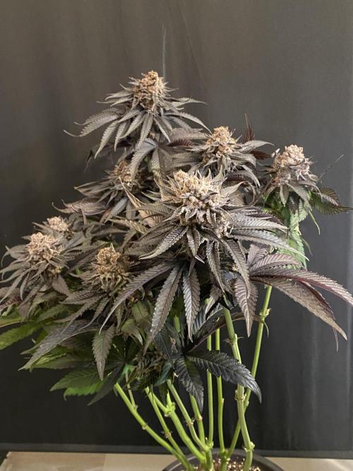 Varieties of mimosa. Week 10