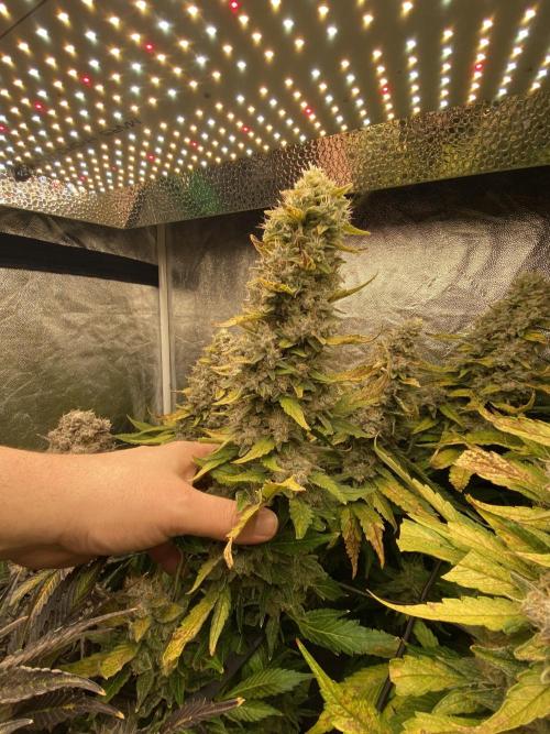 Varieties of mimosa. Week 11 - Big donkey dildo