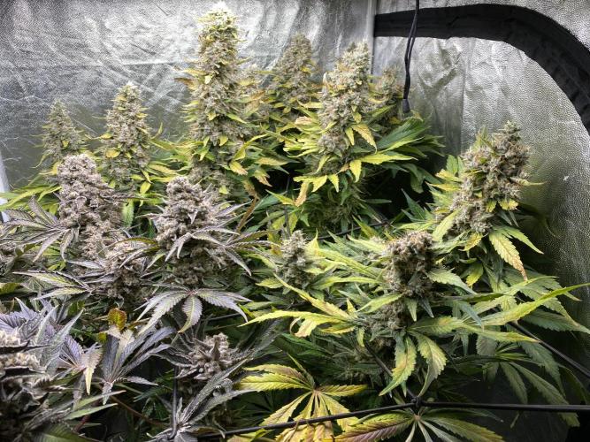 Varieties of mimosa. Week 11