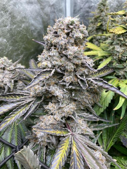Varieties of mimosa. Week 11