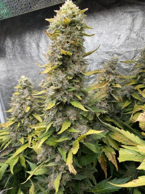 Varieties of mimosa. Week 11