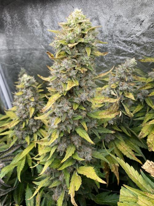 Varieties of mimosa. Week 11