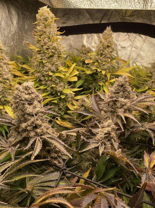 Varieties of mimosa. Week 12