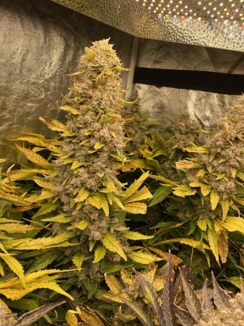 Varieties of mimosa. Week 12
