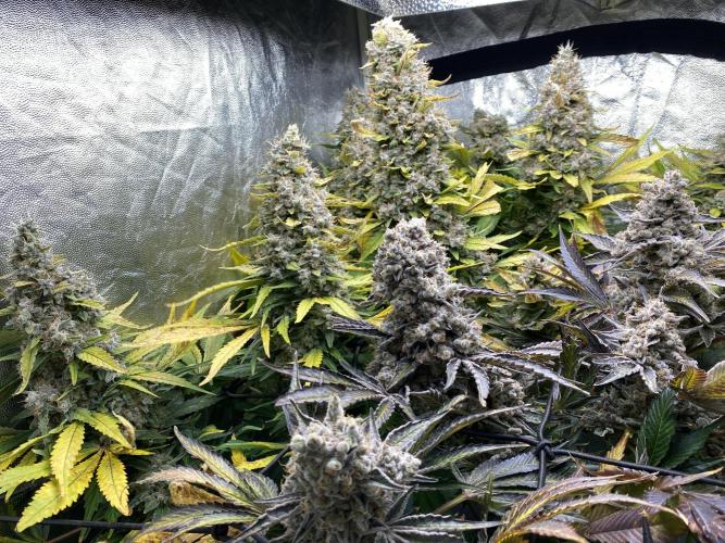 Varieties of mimosa. Week 12
