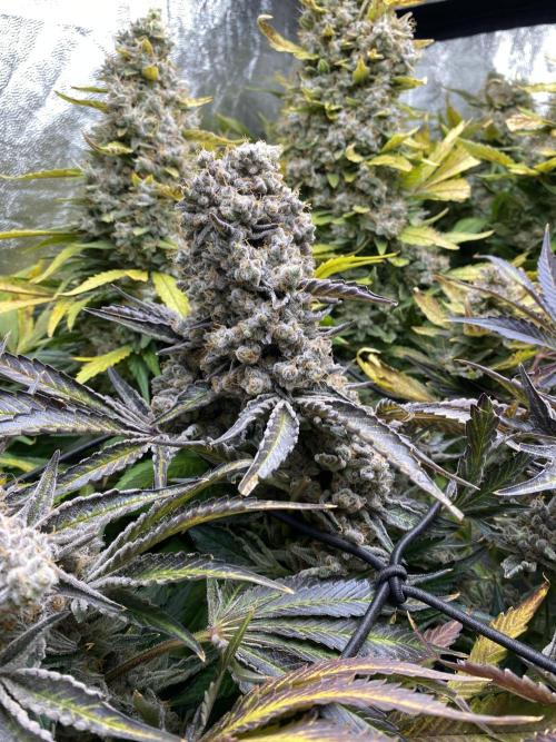 Varieties of mimosa. Week 12