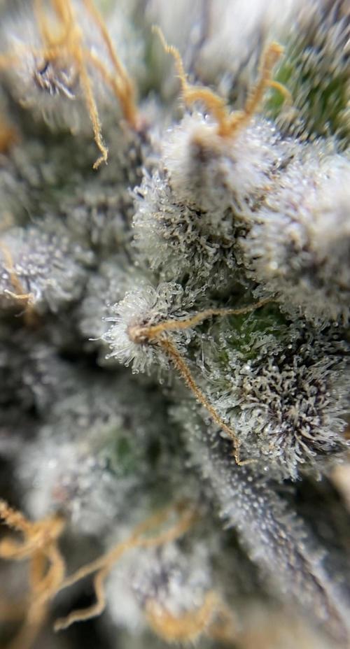 Varieties of mimosa. Week 12
