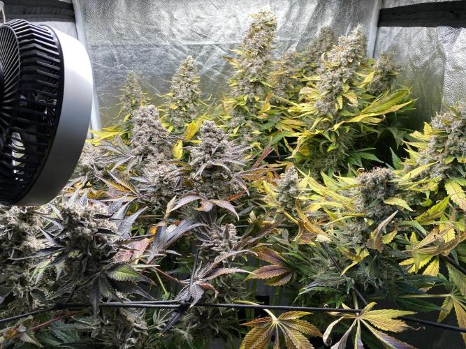 Varieties of mimosa. Week 12