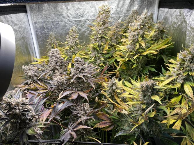 Varieties of mimosa. Week 12