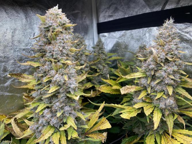 Varieties of mimosa. Week 12