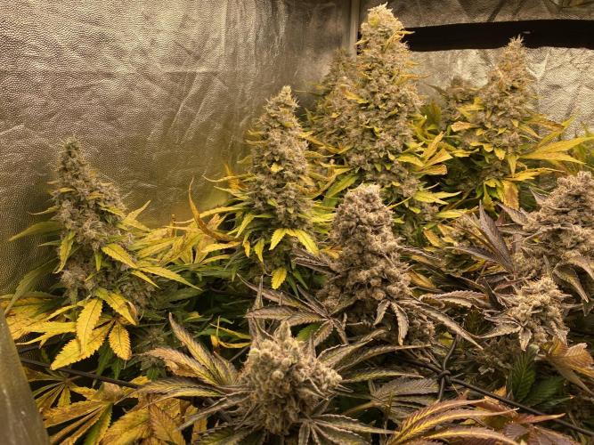 Varieties of mimosa. Week 12