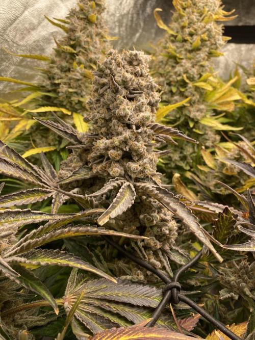 Varieties of mimosa. Week 12