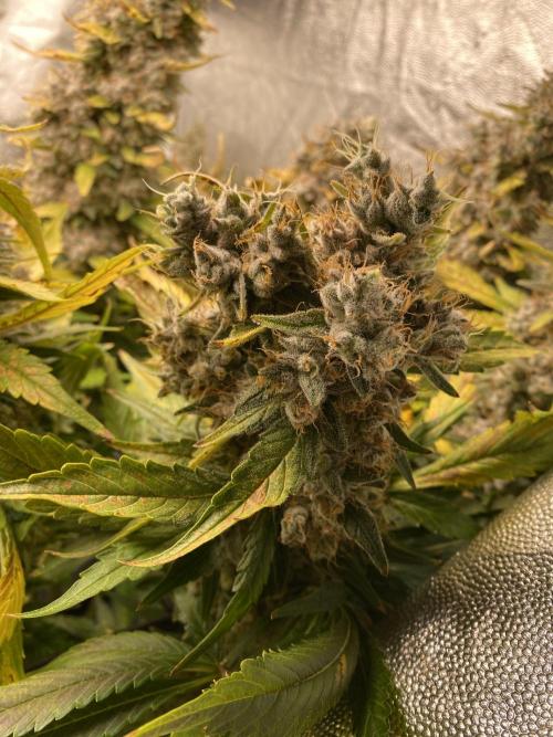 Varieties of mimosa. Week 12