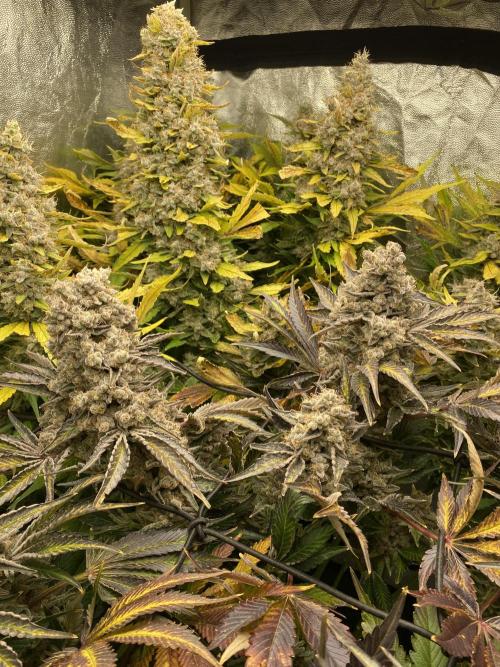 Varieties of mimosa. Week 12