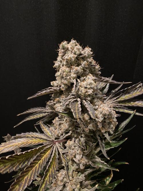 Varieties of mimosa. Week 12