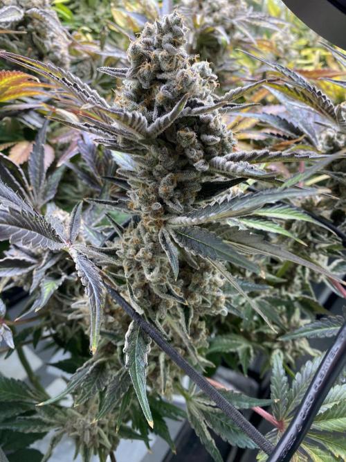 Varieties of mimosa. Week 12