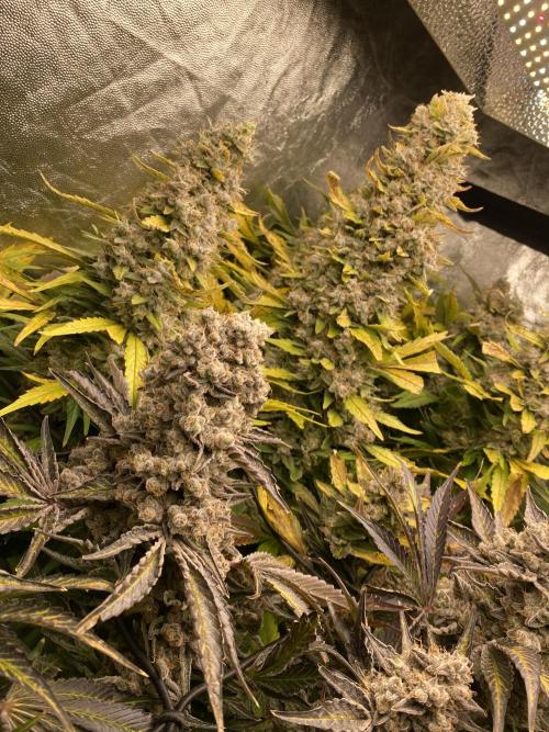 Varieties of mimosa. Week 12