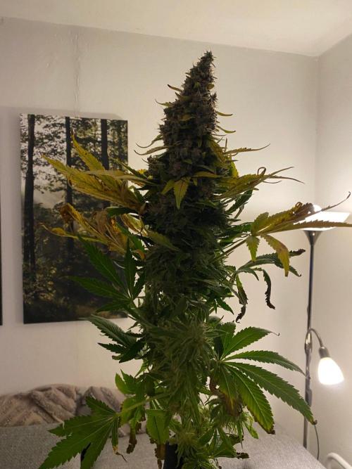 Varieties of mimosa. Week 13