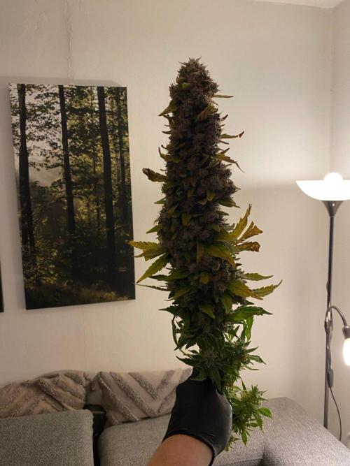 Varieties of mimosa. Week 13