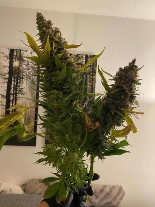 Varieties of mimosa. Week 13
