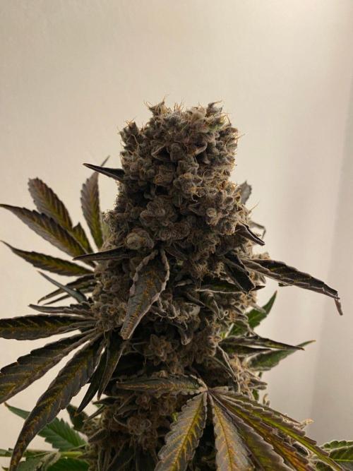Varieties of mimosa. Week 13