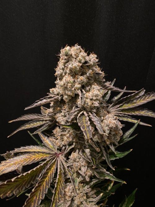 Varieties of mimosa. Week 13