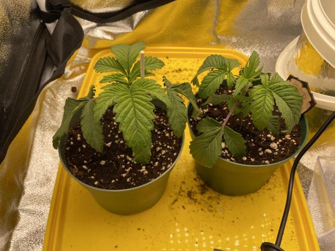 Leave me alone! Round #2 CIP Kush. Week 2