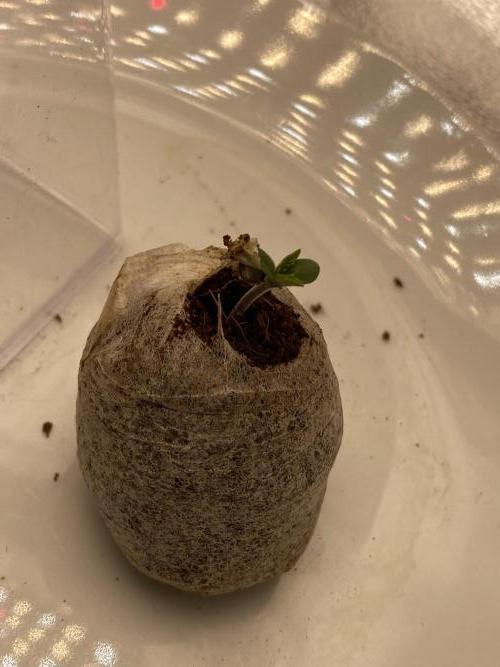 Leave me alone! Round #2 CIP Kush. Week 0