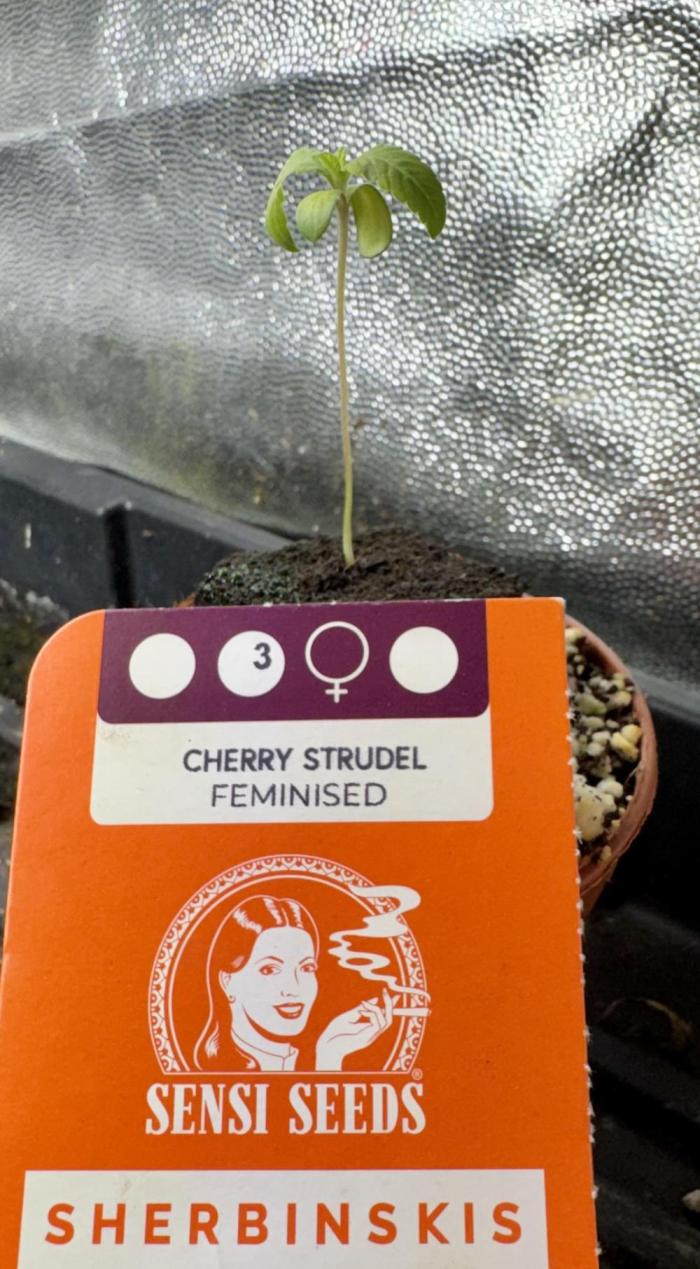 Cherry Strudel Living Soil grow. Week 0 - Germination, slight paleing off of the new growth