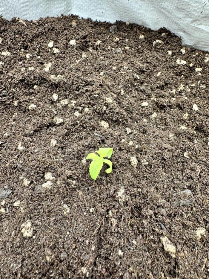 Cherry Strudel Living Soil grow. Week 1 - Transplanted into the Ecothrive Living Soil, 15 Gal Grassroots pot, VPD 0.6 kPa