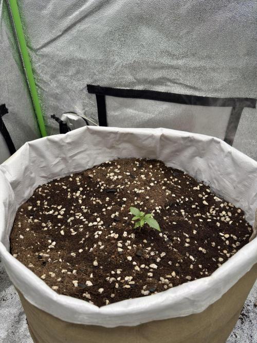 Cherry Strudel Living Soil grow. Week 2 - 40l Ecothrive Living Soil in a 10gal Grassroots living soil pot